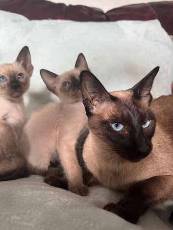 Pure Siamese (GCCF can be available)