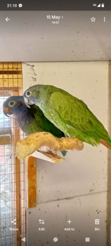 Pair of blue headed pionus