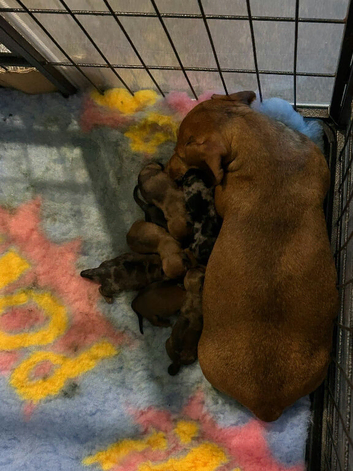 Dachshund