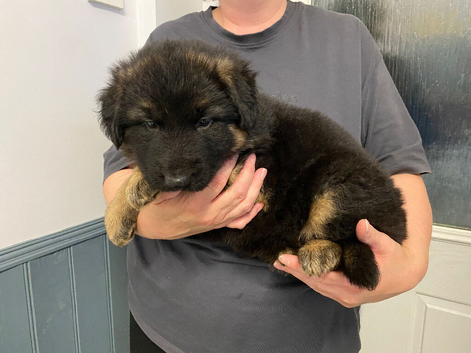 German shepherd puppies