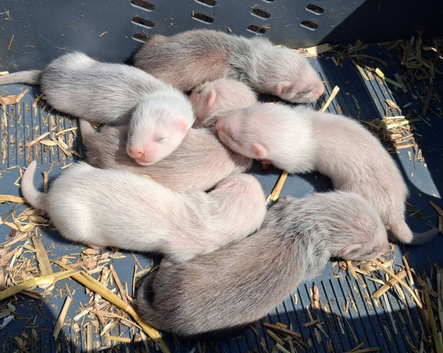 Standard ferret kits
