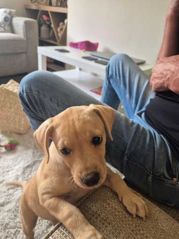 Puppy