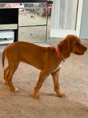 Penny
