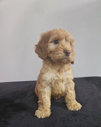 Beautiful Cockapoo puppies