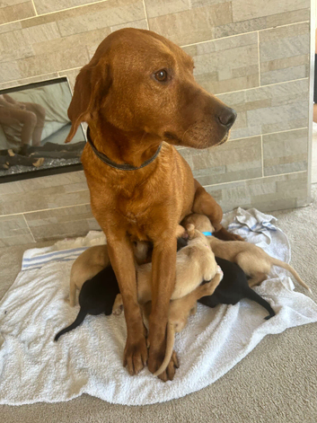Fox red Labrador Labrador Retriever & Lurcher Hybrid