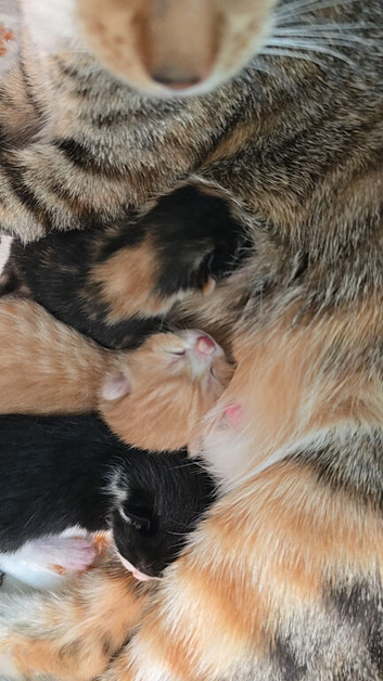 2 beautiful kittens ready in 8 weeks