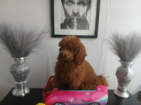 Miniature Poodle.