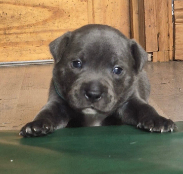 Kc reg blue Staffordshire bull terrier puppies for sale
