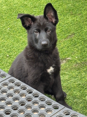 german shepherd puppies