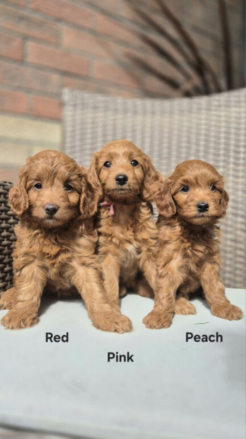 READY..Miniature Red Goldendoodle dna clear