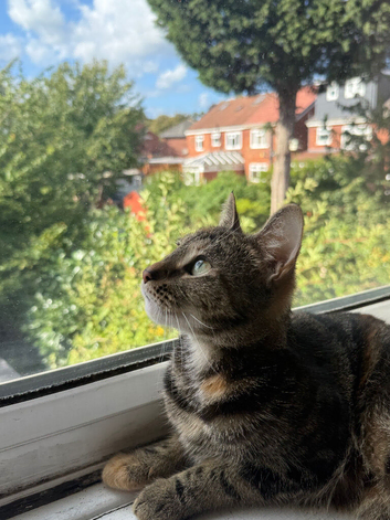 Rehome my cat