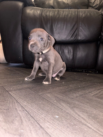 Beautiful Staffordshire bull terriers