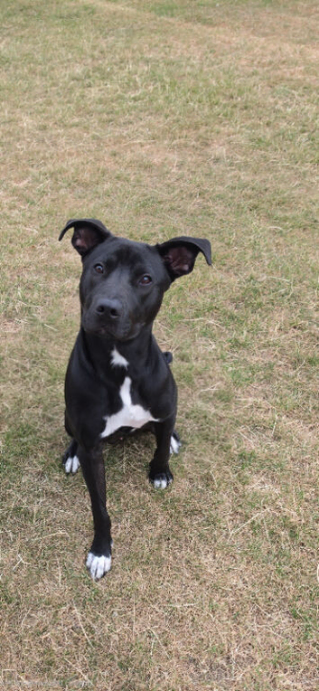 Rehome 1yr old male staffy ,lab,  lurcher