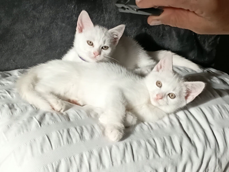 Pure White Kittens / 1 male, 1 female