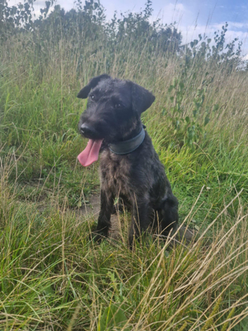 Working Lakeland x Patterdale