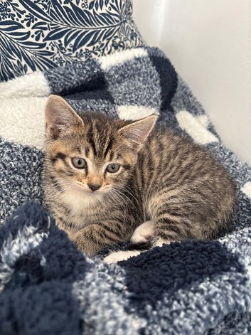 beautiful 8wk tabby kitten