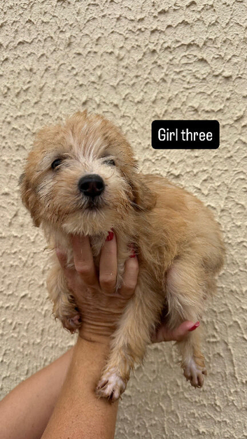 Jackapoo puppies ready to leave