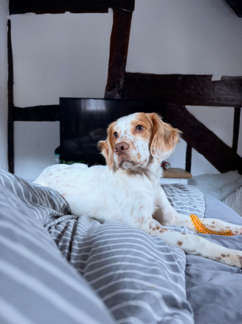 7 month old cocker spaniel puppy