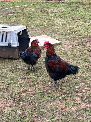 Black copper maron x Rhode Island Red Unsexed chickens