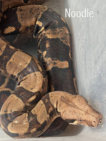 2 boa constrictors looking for new homes