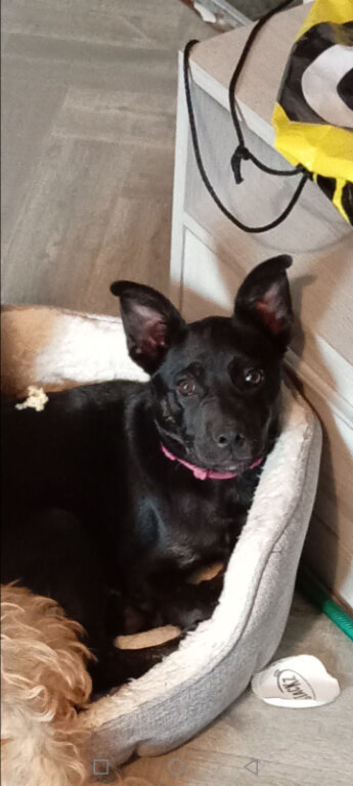 German Shepherd x frenchie