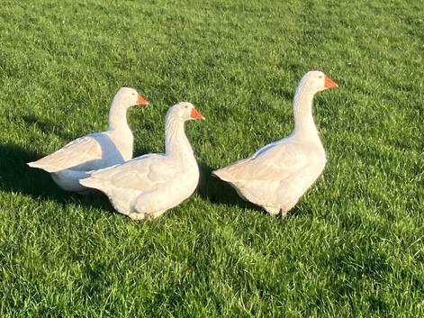 Emden type goslings