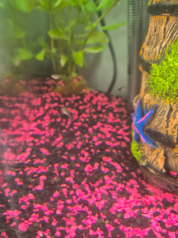 Mixed guppies