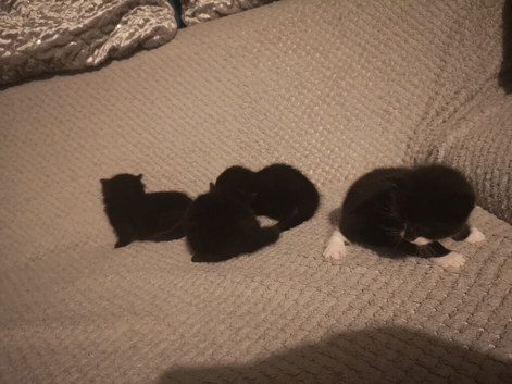 Beautiful Maine Coon x Bombay Kittens Ready Soon