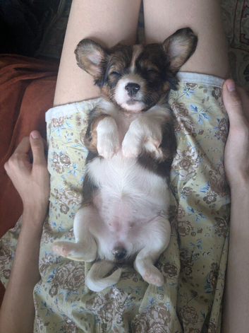 Beautiful puppy