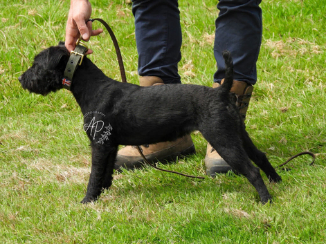Patterdale girl 14 months well trained you won&rsquo;t find a better dog that&rsquo;s well trained just not going to be a worker