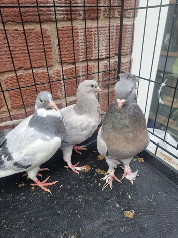 Beautiful Quality Pigeons &ndash; Ready for New Homes