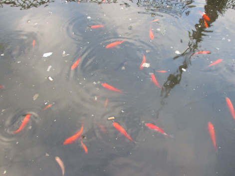 Young pond-bred goldfish, multi colours