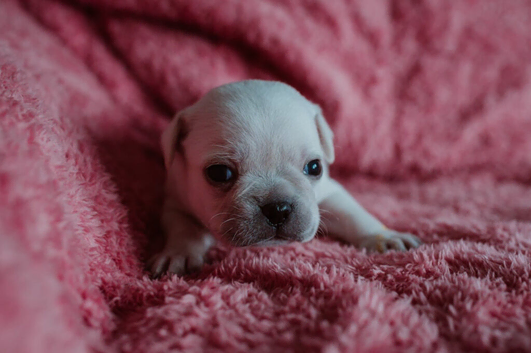 Pug puppies