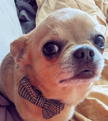 Chihuahua stud