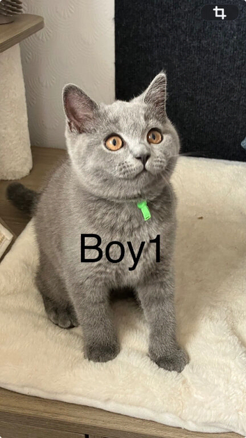 Adorable British Shorthair kittens