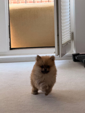 10 week old Pomeranian Boy