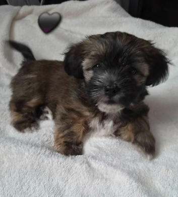 Gorgeous black/brown & tan shorkie puppies ready 10/11/26