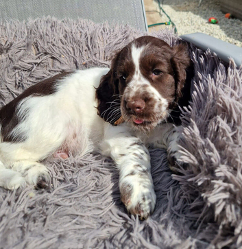 Cocker spaniels puppies 1 boys left.
