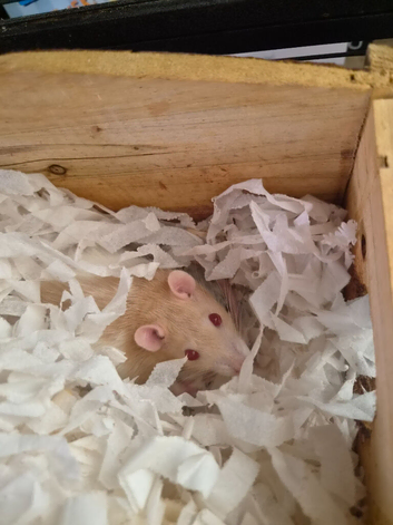 2 female rats 16 months old