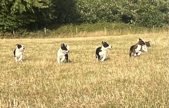 Welsh sheep dog puppies