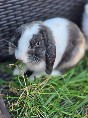 Rabbit
