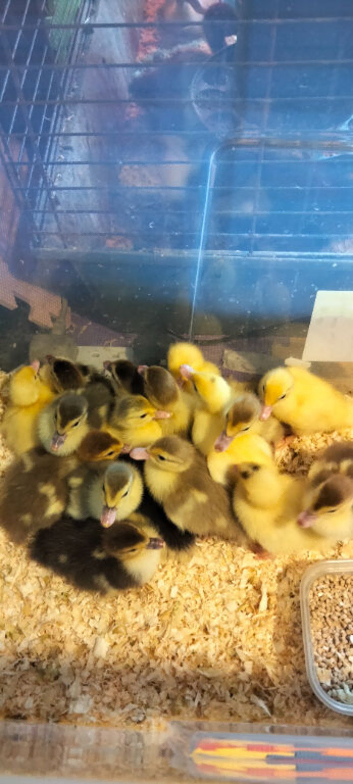 Ducklings for sale