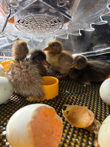 9 xindian runner ducklings