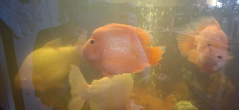 Need a new home asap