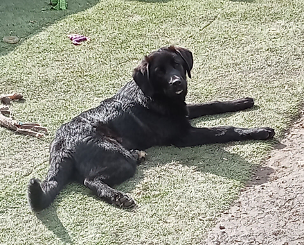 Doris! The gentlest Newfoundland x puppy is looking for her forever home.