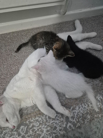 Adorable taddy &times; ginger