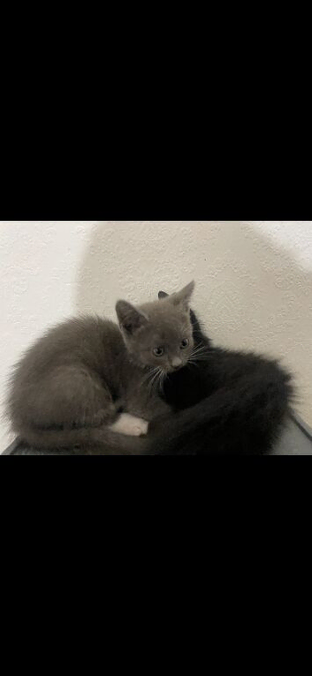 Kittens for sale