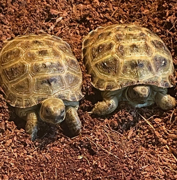 Baby Horsfield tortoises for sale