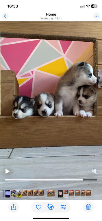 little Pomsky&rsquo;s puppies small 3 girls 2 boys reduce in price