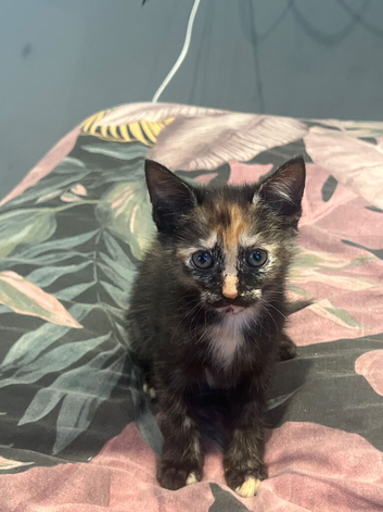 Kittens ready now